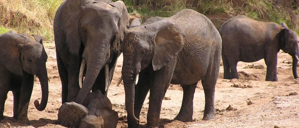 The Masai as Conservationists EASTCO Safaris