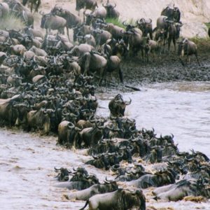 Tanzania Travel Guide EASTCO Safaris