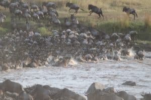 Serengeti Migration