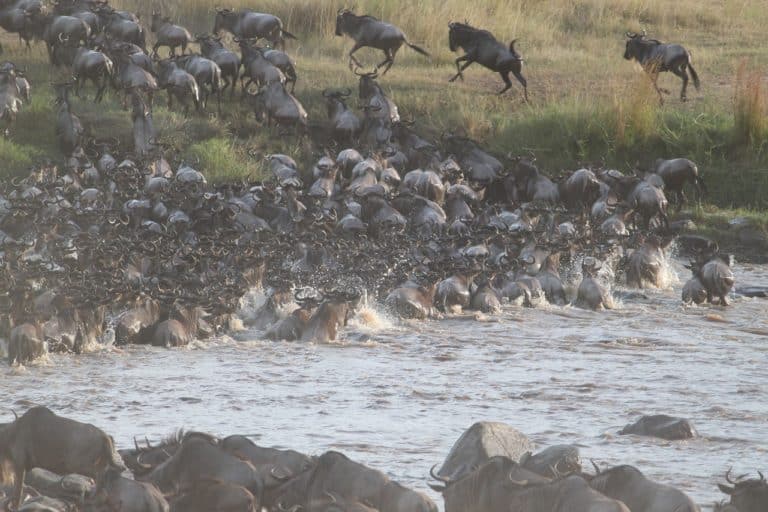 Serengeti National Park EASTCO Safaris