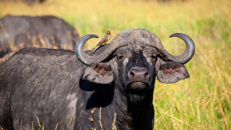 Serengeti National Park EASTCO Safaris