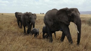 Tanzania Travel Guide EASTCO Safaris