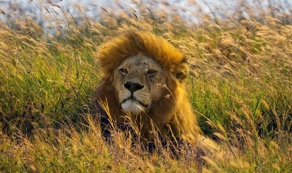 What Time Of Year Is Best To See The Big 5 In Africa? EASTCO Safaris