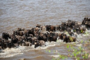 Masai mara river wildebeest crossing