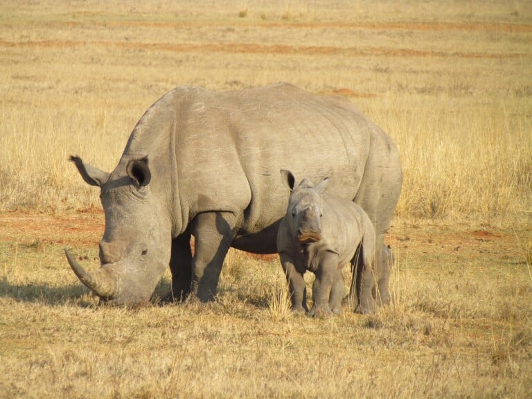 Serengeti National Park EASTCO Safaris