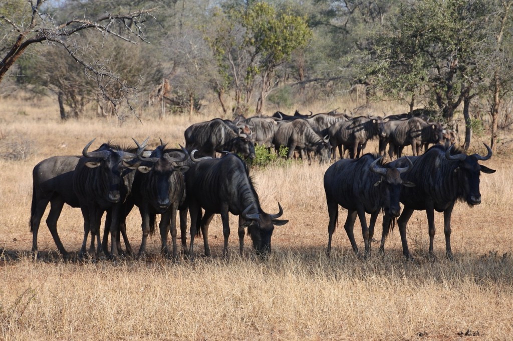 Where Is The Best Place To See The Wildebeest Migration? EASTCO Safaris