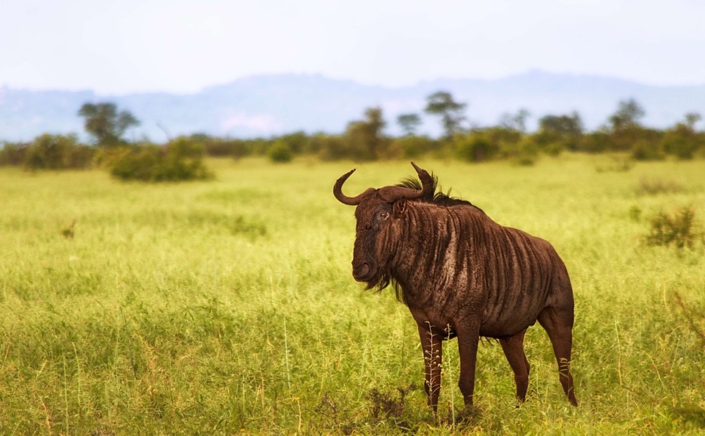 Is The Wildebeest Migration Happening Now? EASTCO Safaris