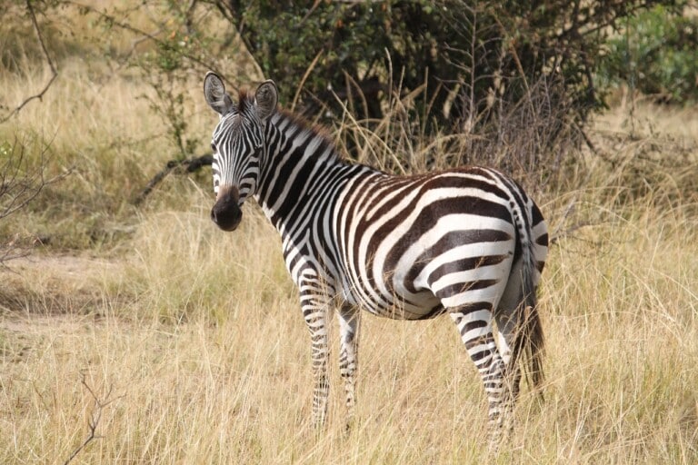 Serengeti National Park EASTCO Safaris