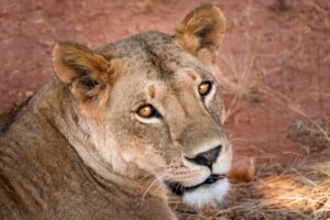 How Much Is A Luxury Safari In Tanzania