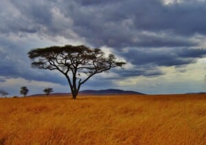 What Is The Best Month To Safari In Tanzania?