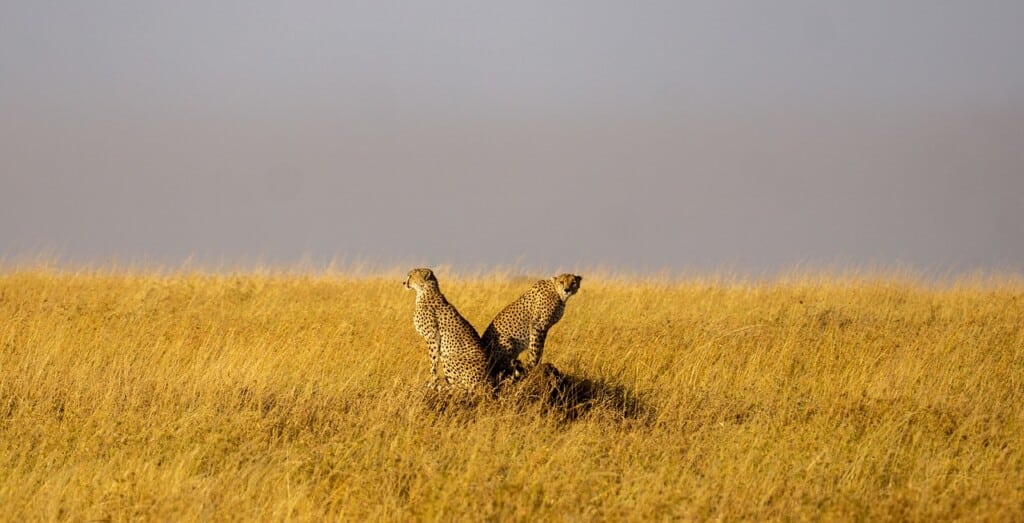 Can You Stay In The Serengeti? EASTCO Safaris