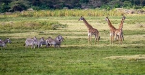 What Is The Best Safari In Tanzania?