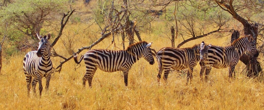 How Many Camps Are In The Serengeti? EASTCO Safaris