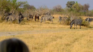 Tanzania Travel Guide EASTCO Safaris