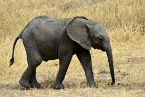 Where Is The Best Place To Stay In Tarangire National Park?