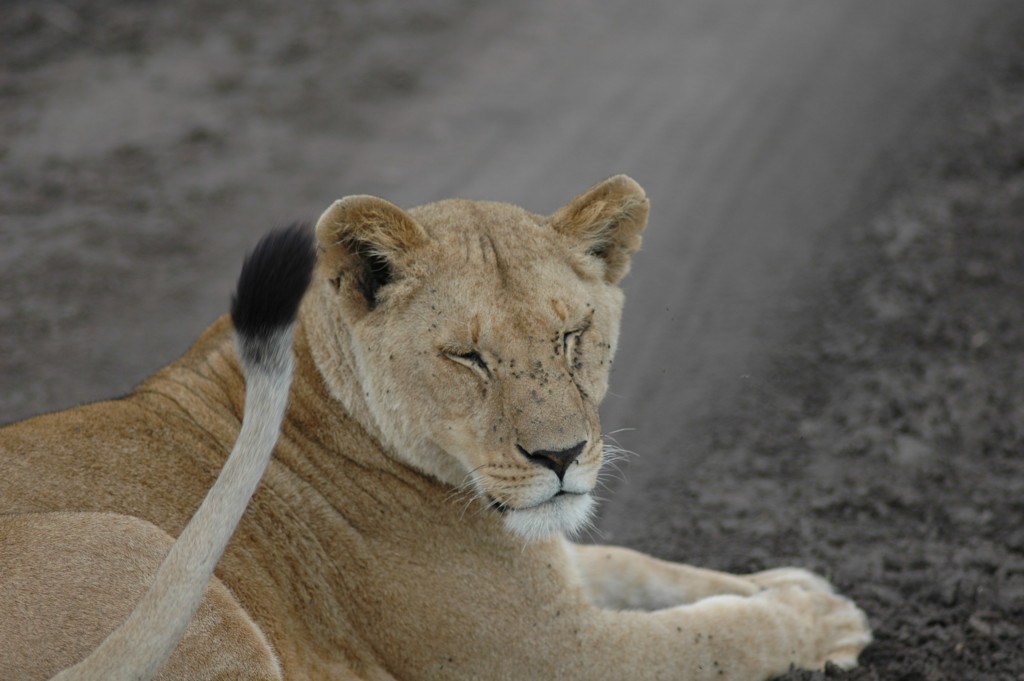 The Top 10 Serengeti National Park Animals EASTCO Safaris