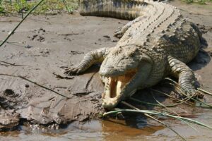 crocodile Serengeti