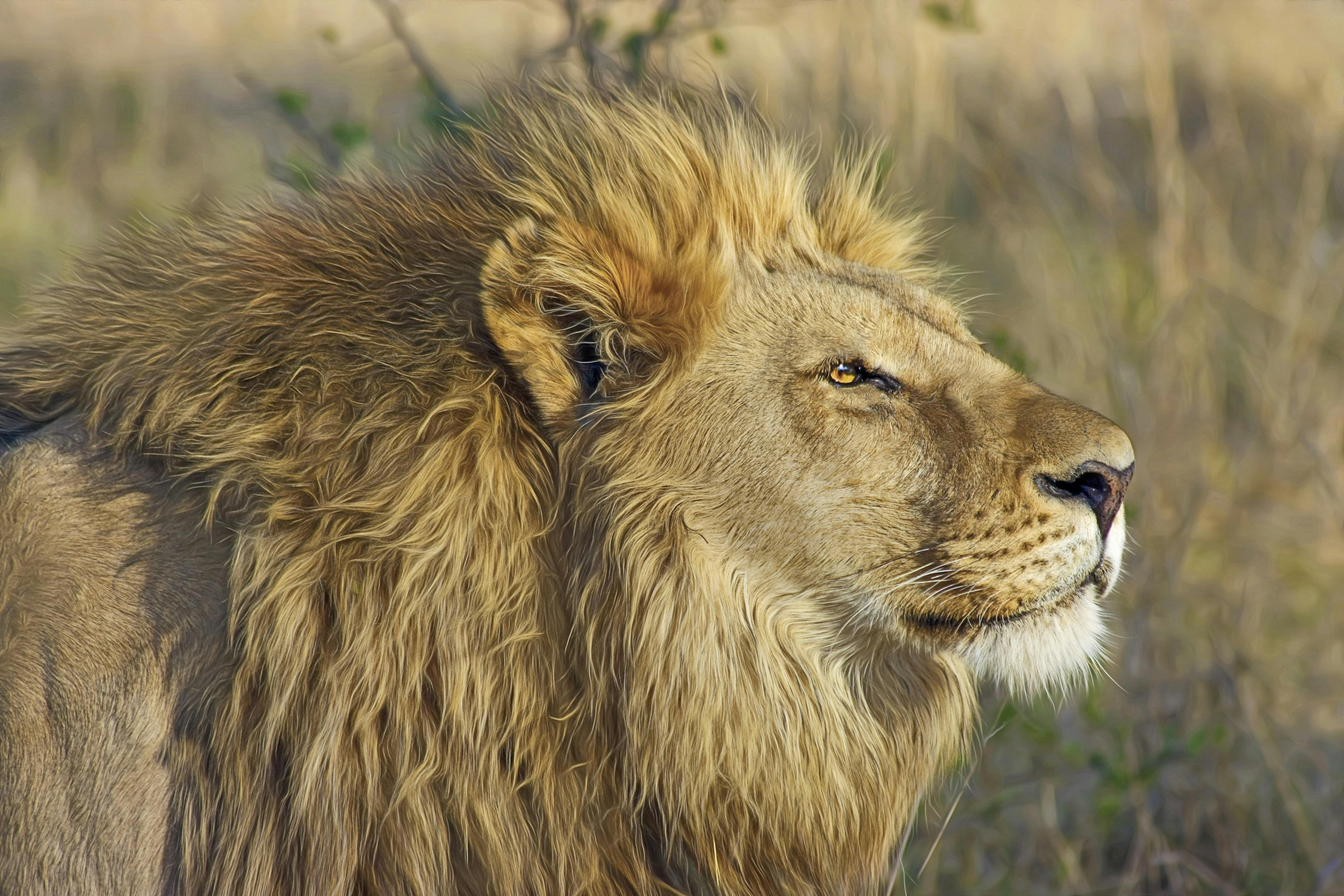 The Top 10 Serengeti National Park Animals EASTCO Safaris