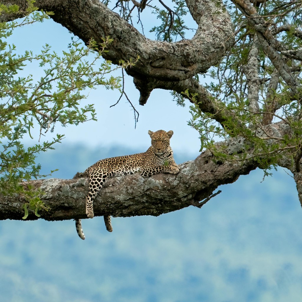 The Top 10 Serengeti National Park Animals EASTCO Safaris