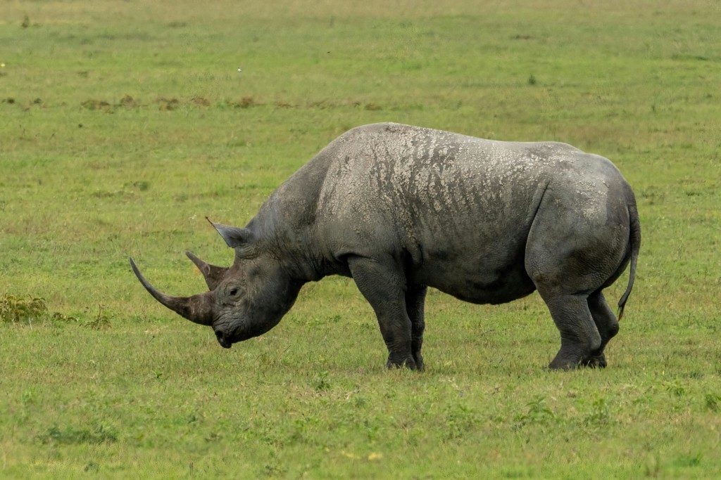 What Is The Rarest Animal In Serengeti? EASTCO Safaris