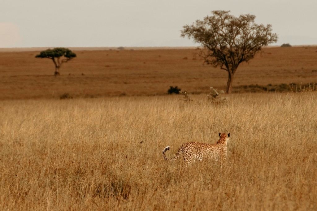 How Many Animals Live In Serengeti? EASTCO Safaris