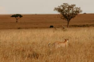 Cheetah in Serengeti National park