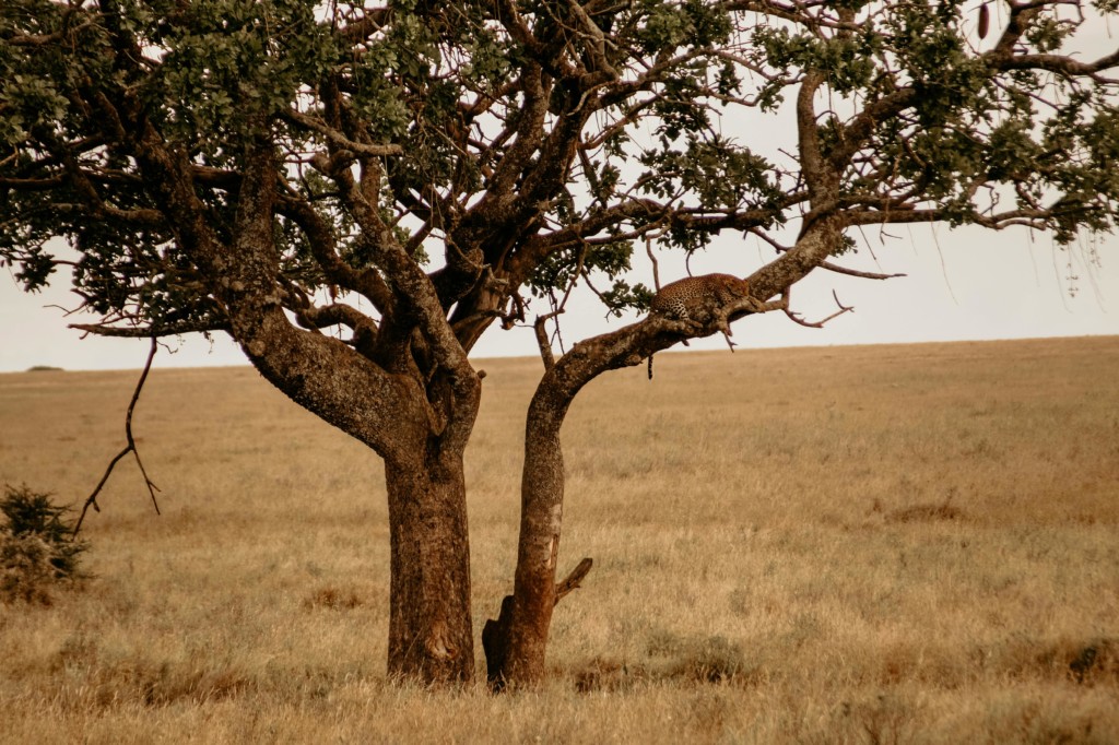 The Top 10 Serengeti National Park Animals EASTCO Safaris