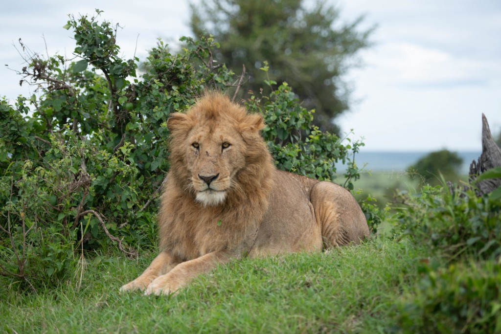 The Top 10 Serengeti National Park Animals EASTCO Safaris