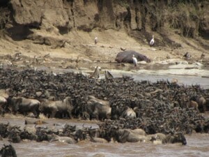 wildebeest serengeti national park