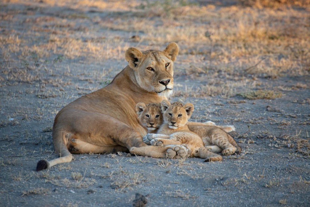 The Top 10 Serengeti National Park Animals EASTCO Safaris