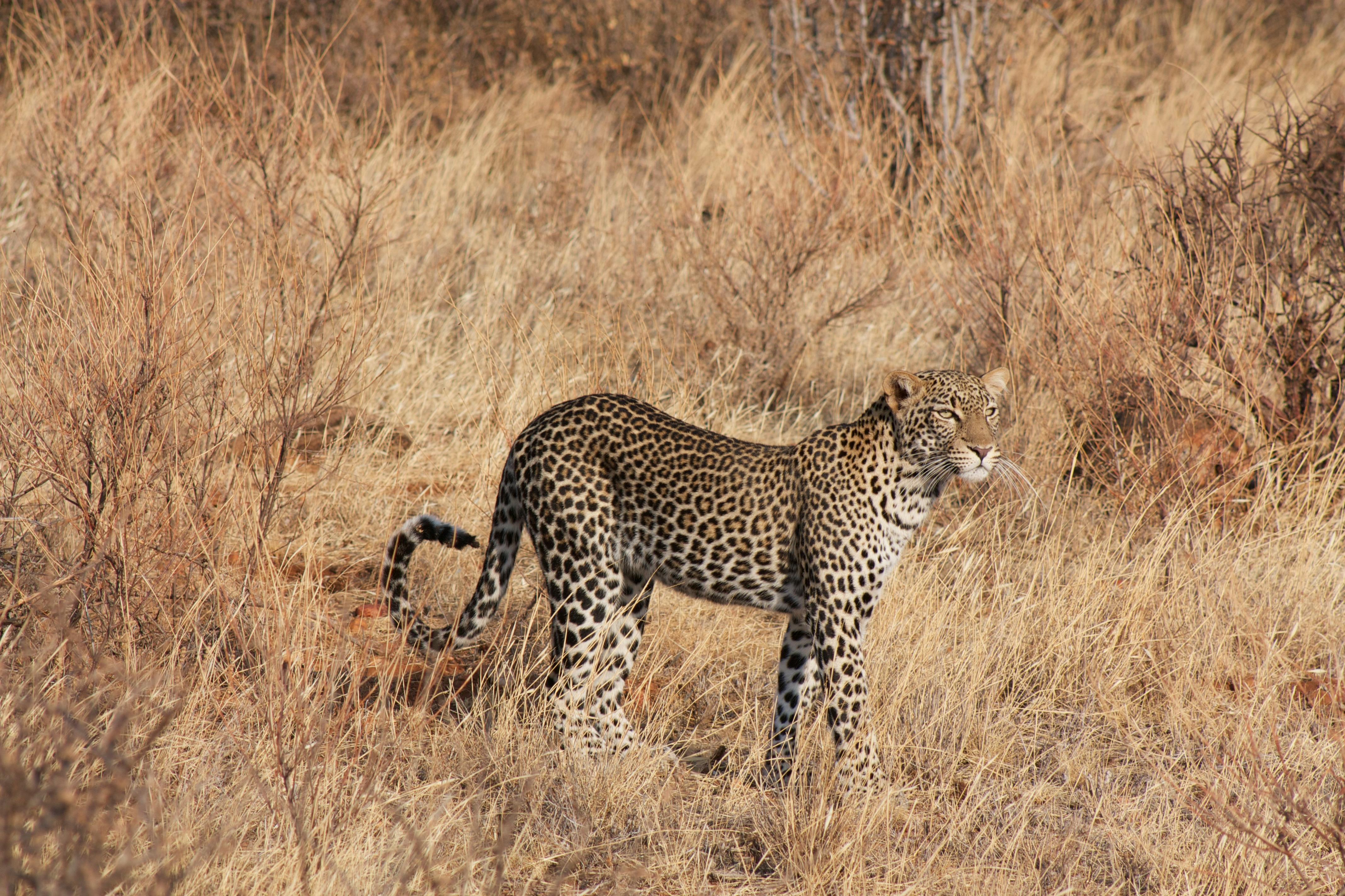 The Top 10 Serengeti National Park Animals EASTCO Safaris