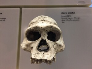 How Old Was the Skull Found by the Leakeys?