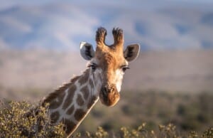 Why There Is No Giraffe in Ngorongoro Crater?