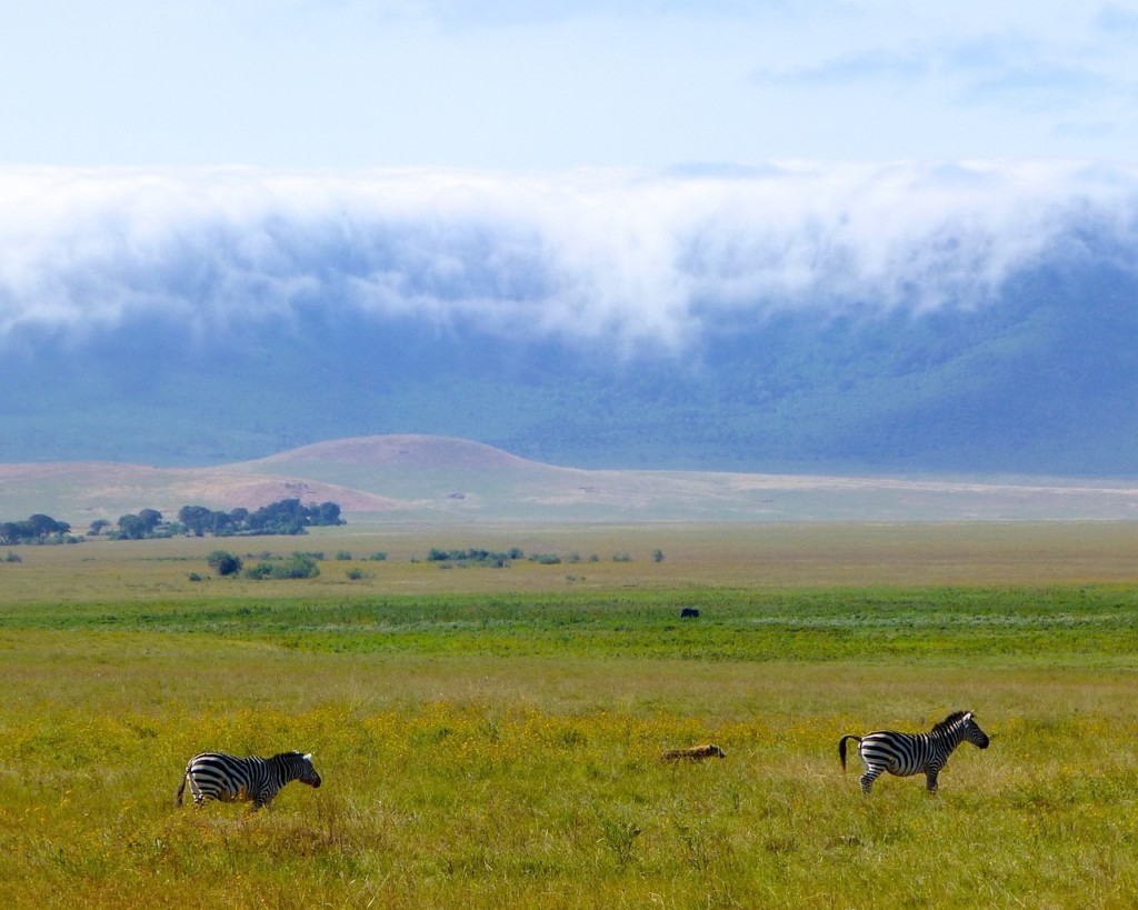 Why Crater Game Drives Are a Must-Do on Your Tanzania Safari EASTCO Safaris