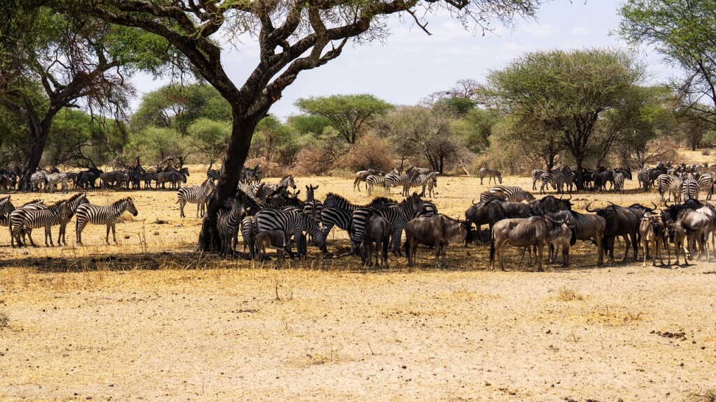 The 7 Best Activities At Serengeti National Park EASTCO Safaris