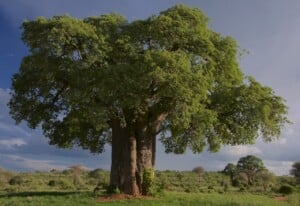 What Is Staying In Tarangire National Park Like?