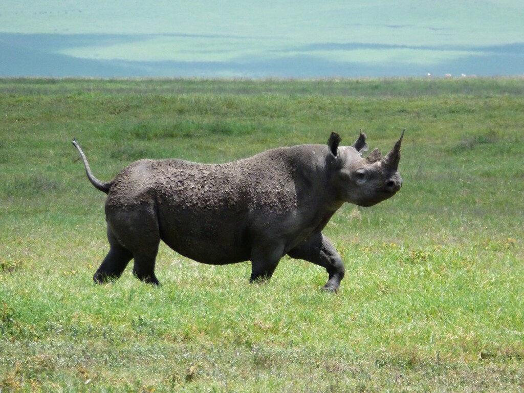 How Many Days Do You Need At Ngorongoro Crater? EASTCO Safaris