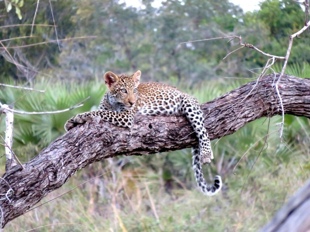 The Top 10 Serengeti National Park Animals EASTCO Safaris