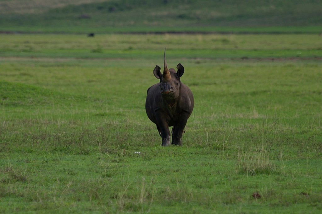 Visit Olduvai Gorge on Your Tanzanian Safari EASTCO Safaris