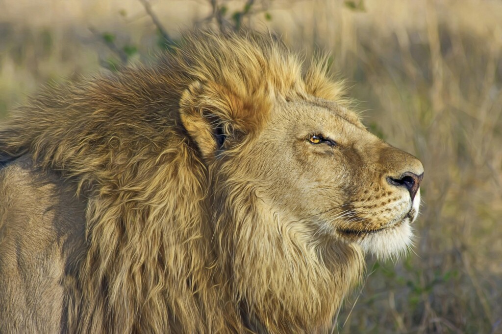 The Main Animals In Serengeti? EASTCO Safaris