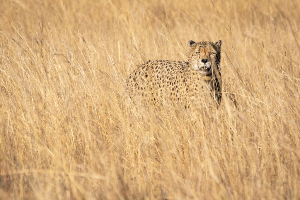 Serengeti Highlights EASTCO Safaris