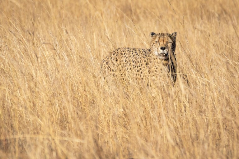 Serengeti National Park EASTCO Safaris