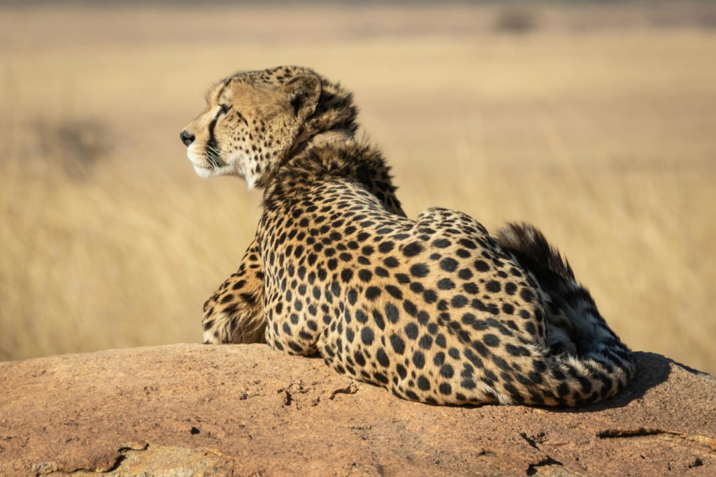 Explore the Untamed Wilderness of Classic Safari Tours EASTCO Safaris