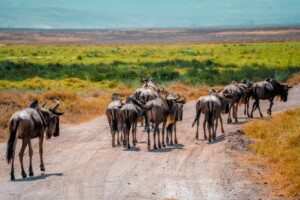 Can You See Mt Kilimanjaro From Ngorongoro?