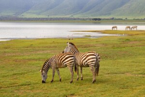 Which Season Is Best For Ngorongoro?