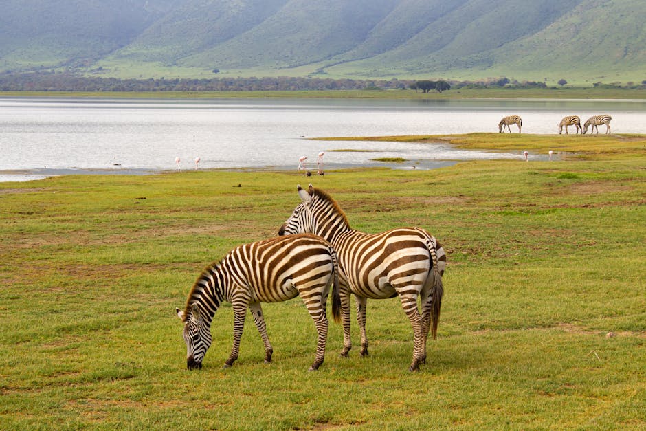 Which Season Is Best For Ngorongoro? EASTCO Safaris