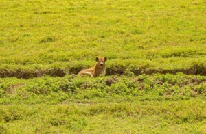 What Is Special About Ngorongoro Conservation Area?