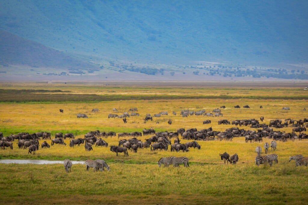 Serengeti vs. Ngorongoro: Which Should You Choose? EASTCO Safaris