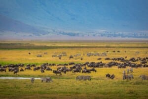 Serengeti vs. Ngorongoro: Which Should You Choose?