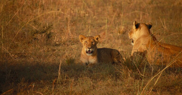 Serengeti National Park EASTCO Safaris